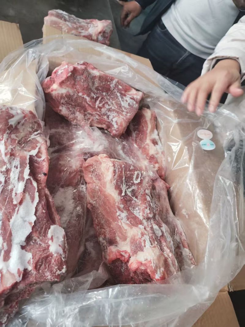 母猪胫骨