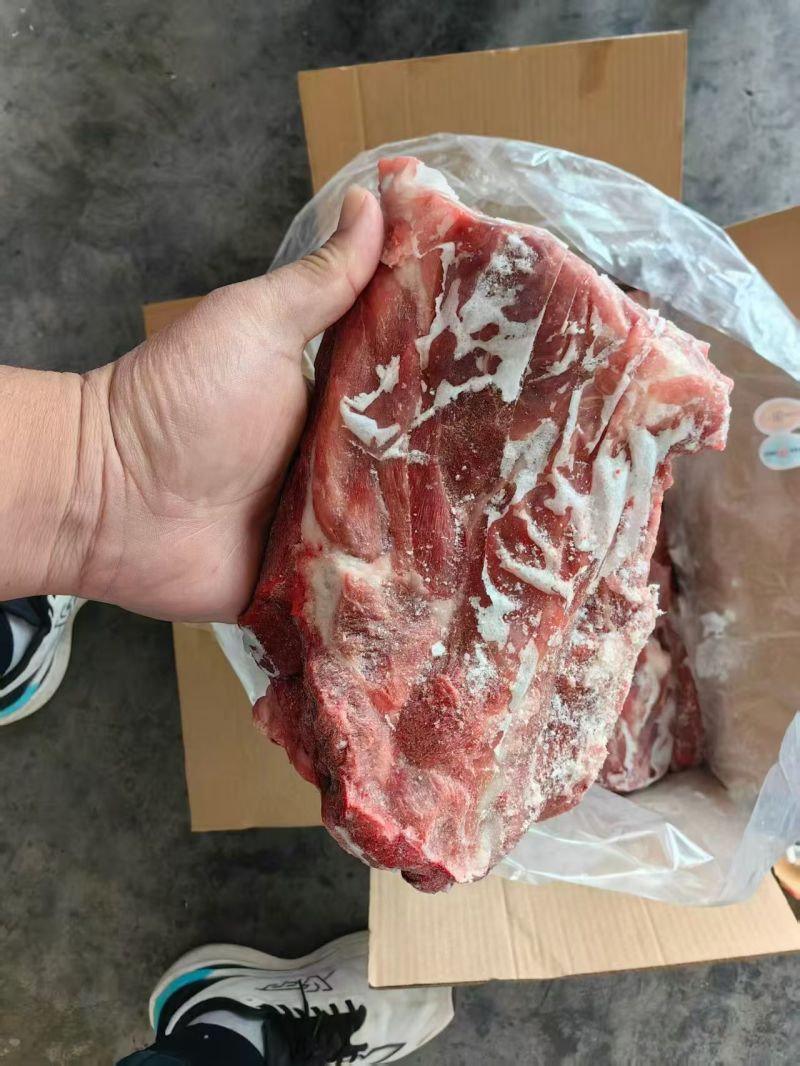 母猪胫骨