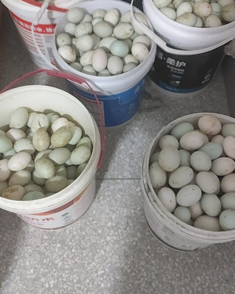 本地农家散养鸭蛋出售。