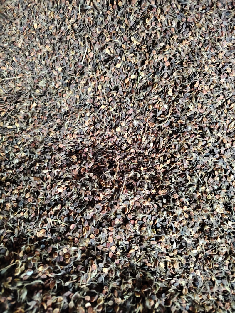 出售威灵仙种子，电话***********