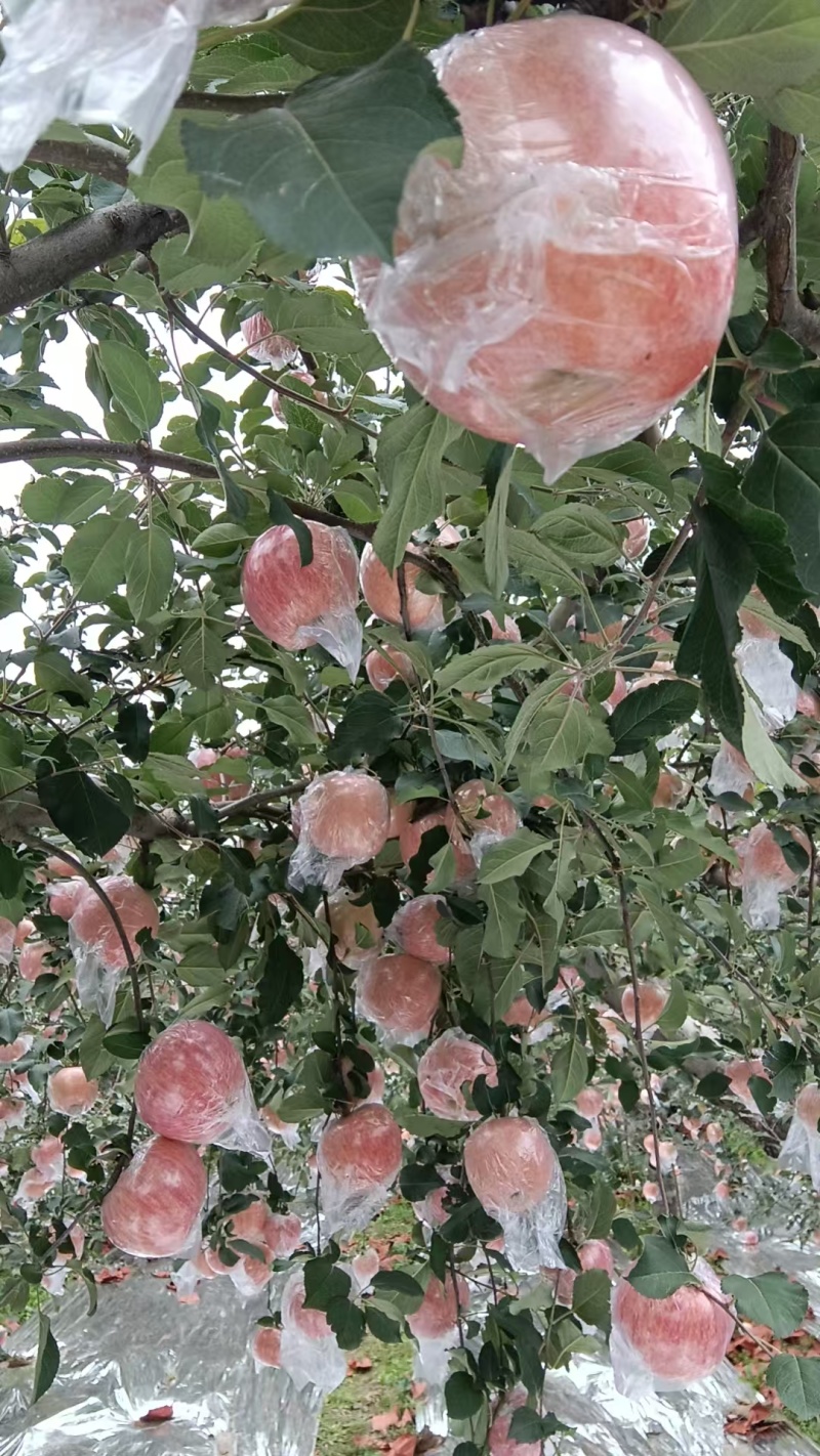 山西万荣苹果