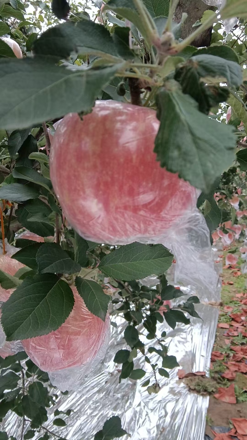山西万荣苹果