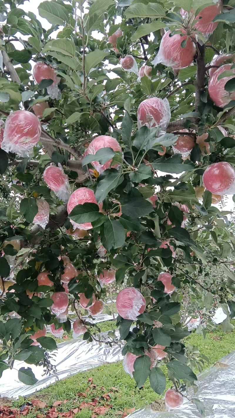 山西万荣苹果