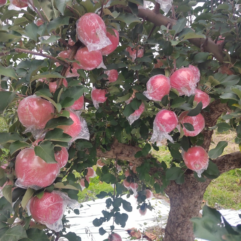 山西万荣苹果