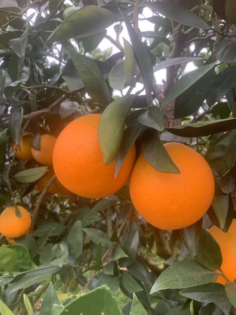 云阳红橙