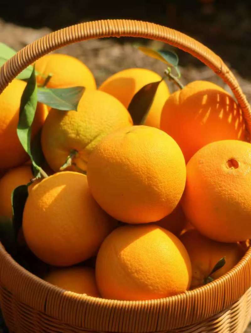 云阳红橙