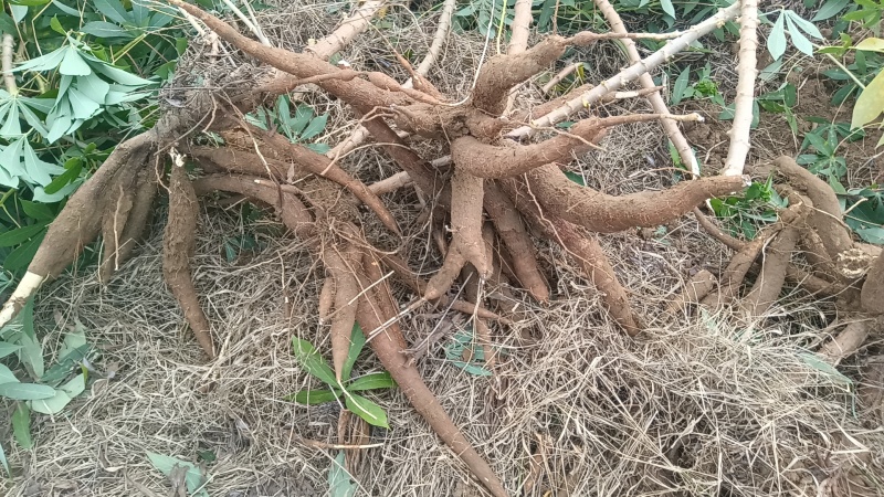 广西黄心面包木薯