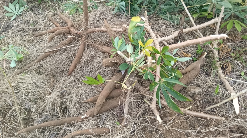 广西黄心面包木薯