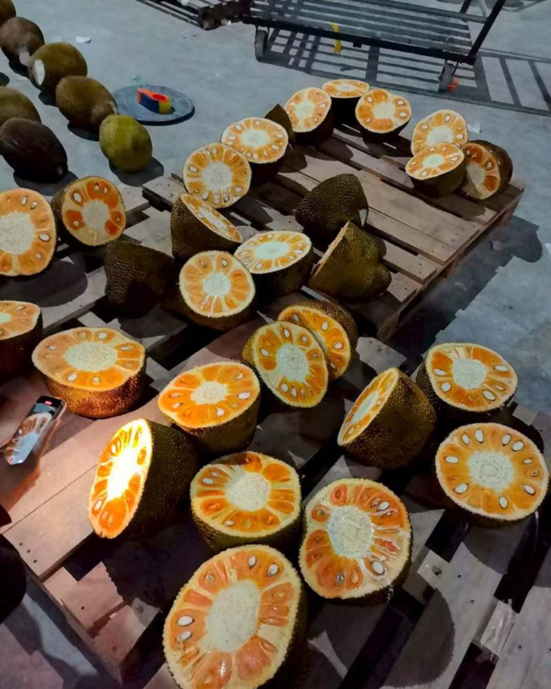 红心肉菠萝蜜全国供应批发