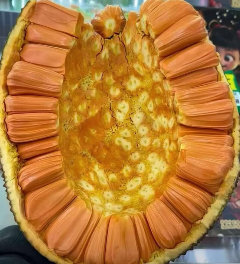 红心肉菠萝蜜全国供应批发