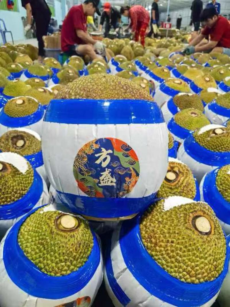 红心肉菠萝蜜全国供应批发