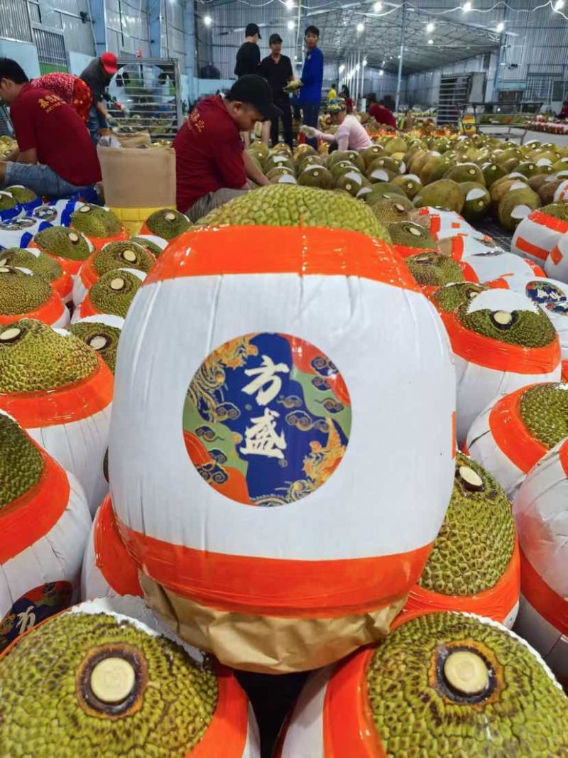 红心肉菠萝蜜全国供应批发