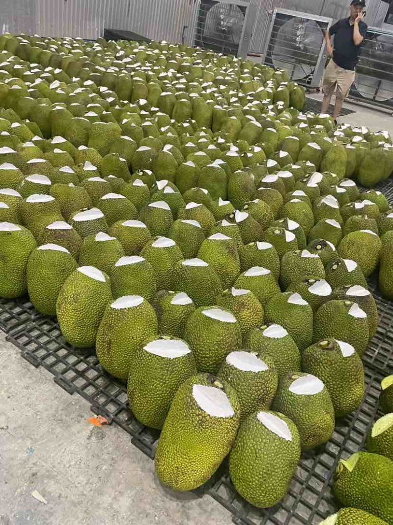红心肉菠萝蜜全国供应批发