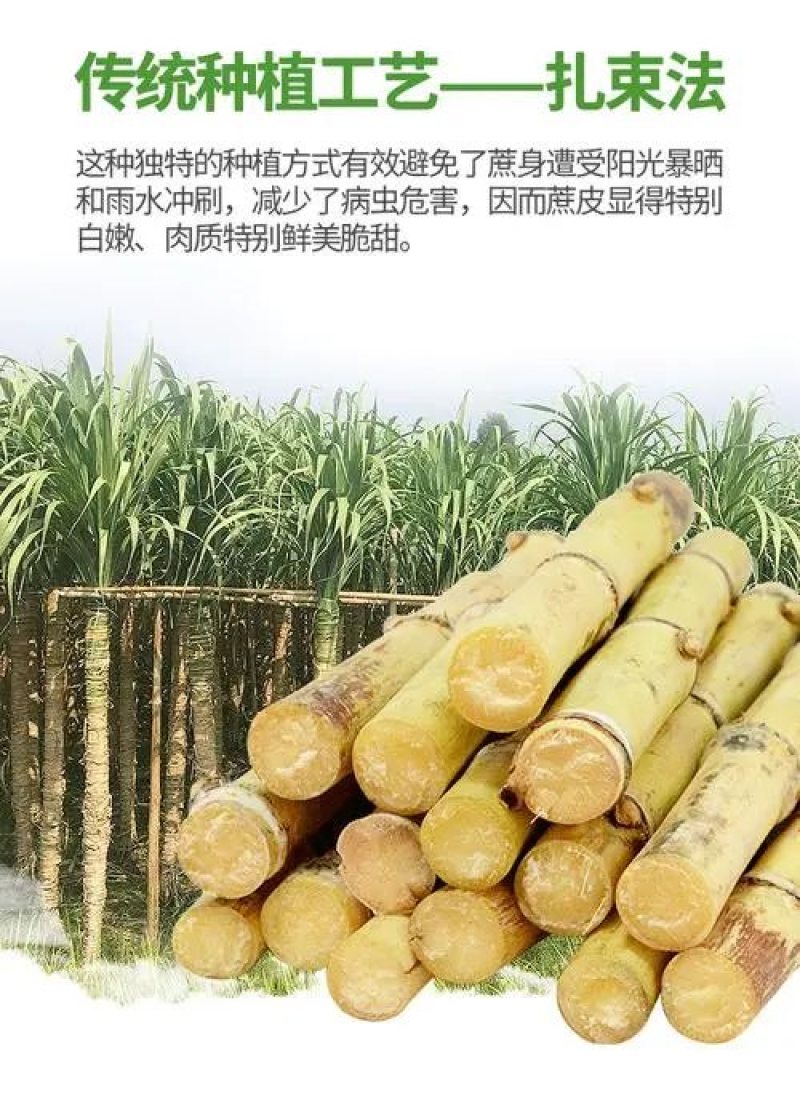 白玉甘蔗