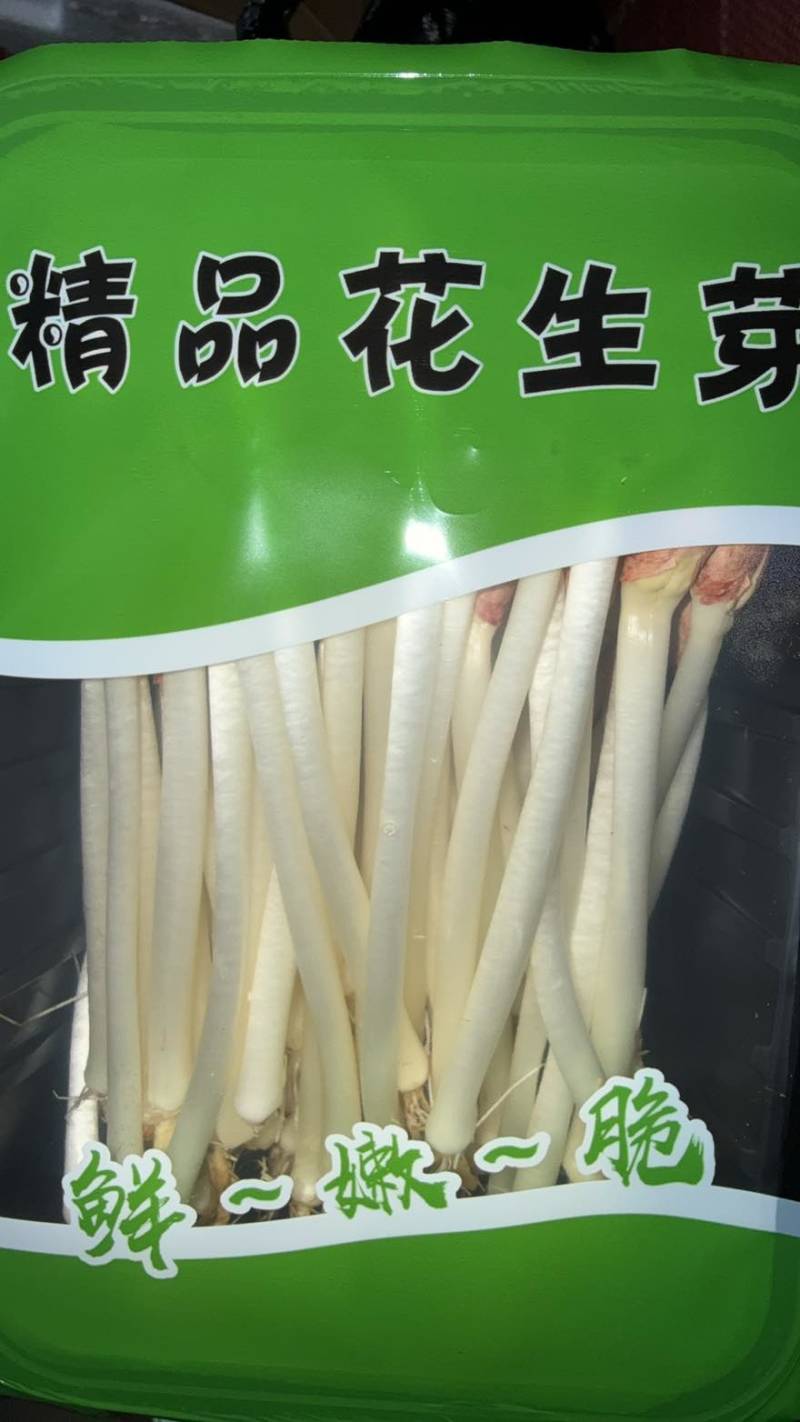 水培精品花生芽