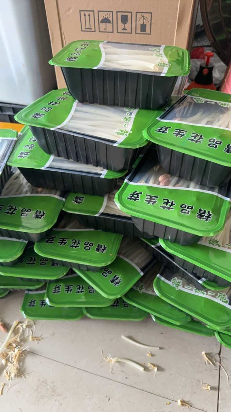 水培精品花生芽
