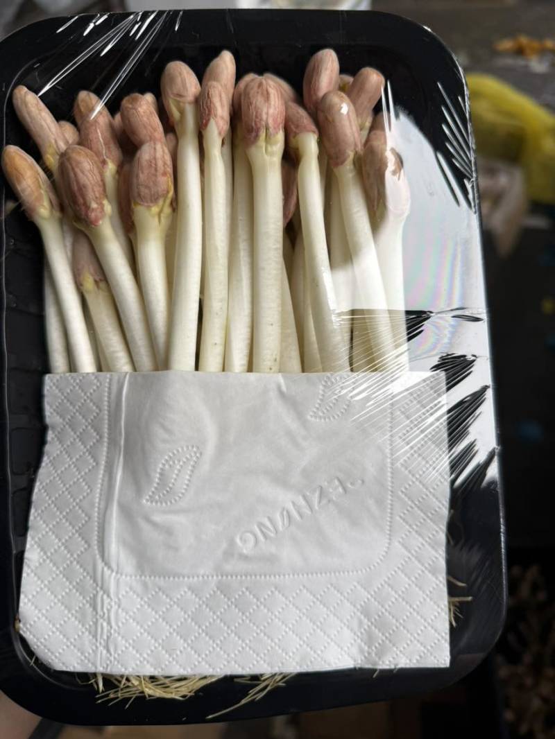 水培精品花生芽