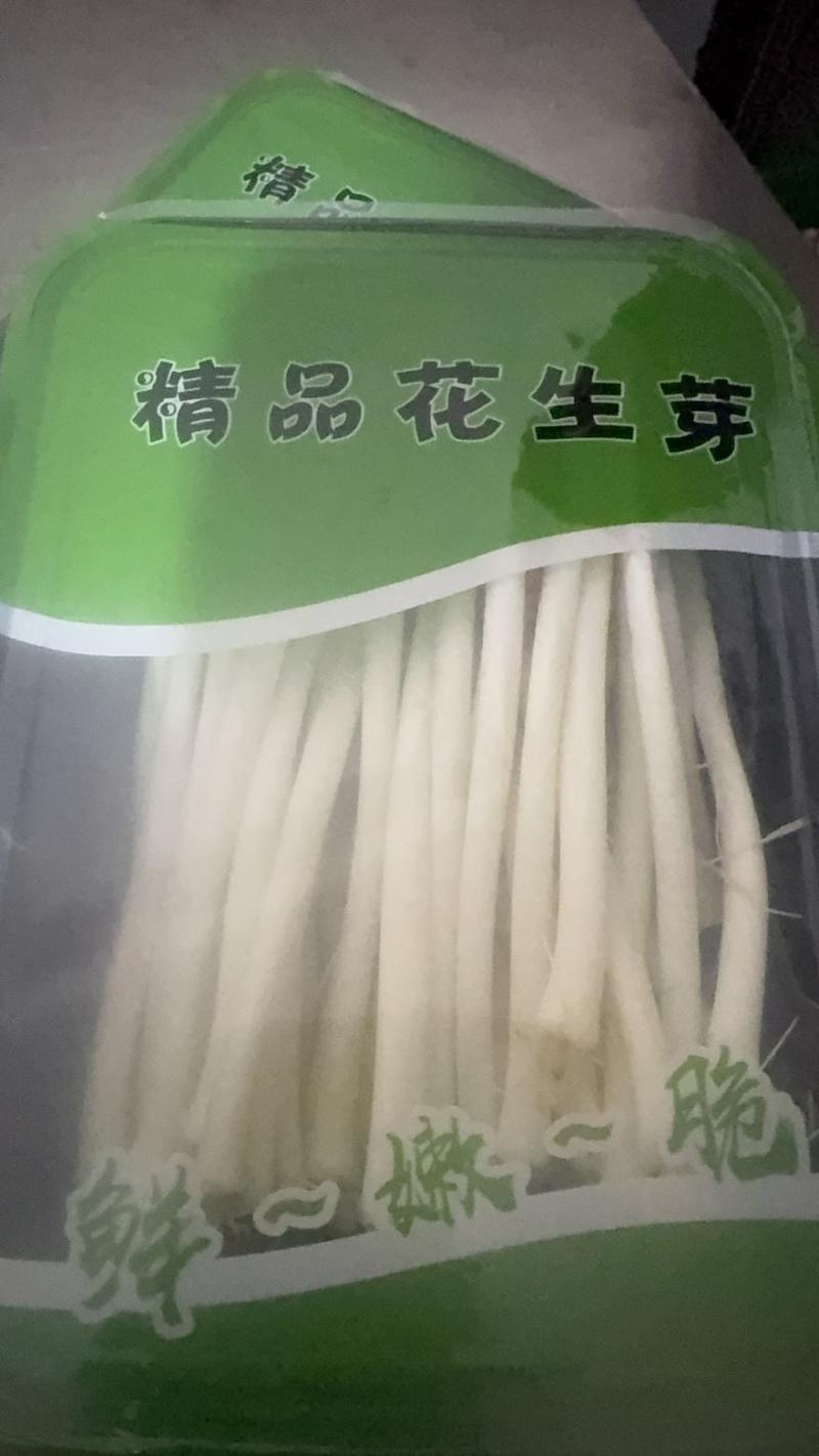 水培精品花生芽