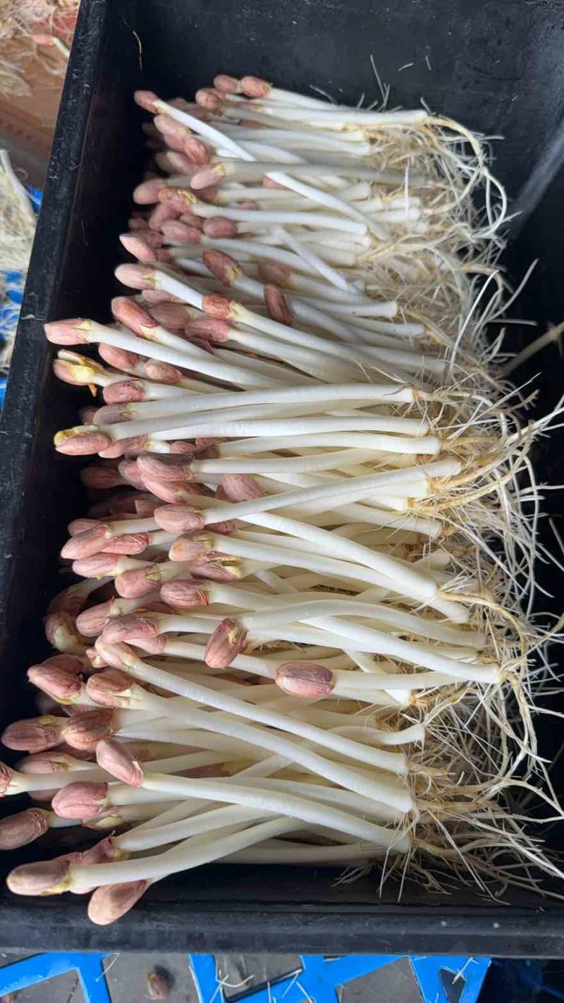 水培精品花生芽