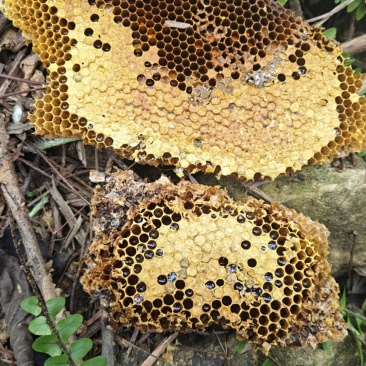 野生蜂蜜