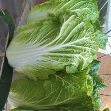 现货下午菜地砍出来装车的有需要老板及时联系