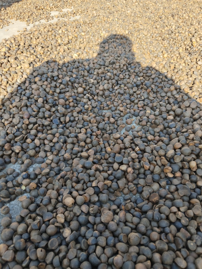 广西隆林高山茶籽