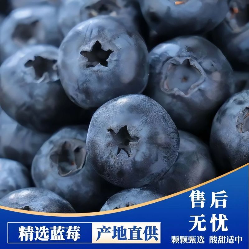 新鲜蓝莓一件代发