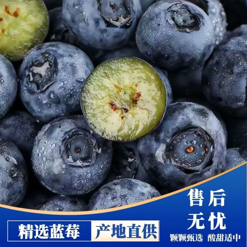 新鲜蓝莓一件代发