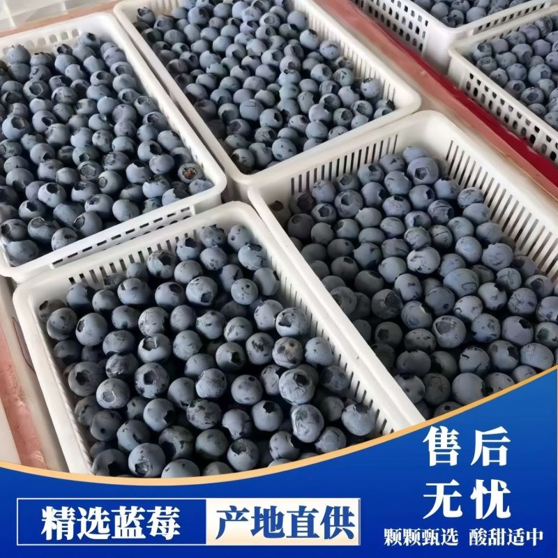 新鲜蓝莓一件代发