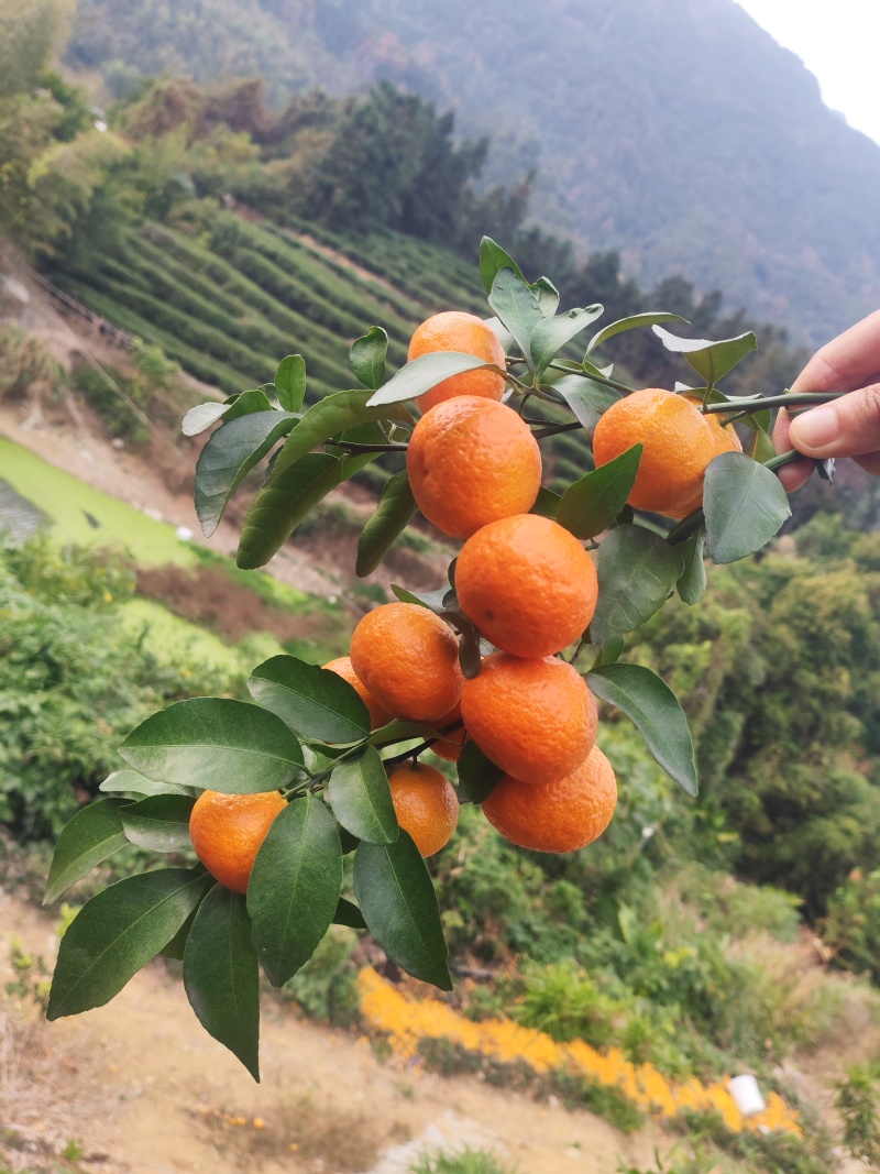 福安沙糖桔