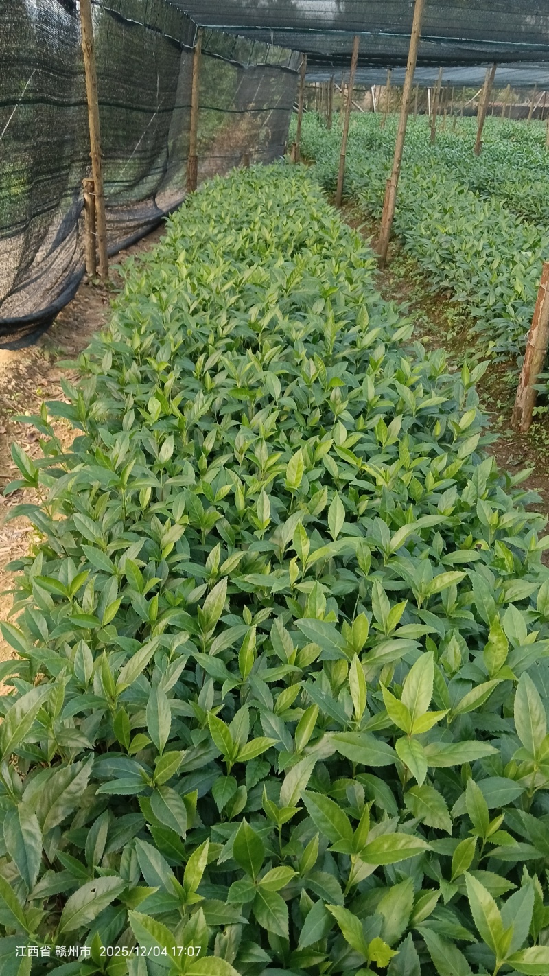 草珊瑚种苗