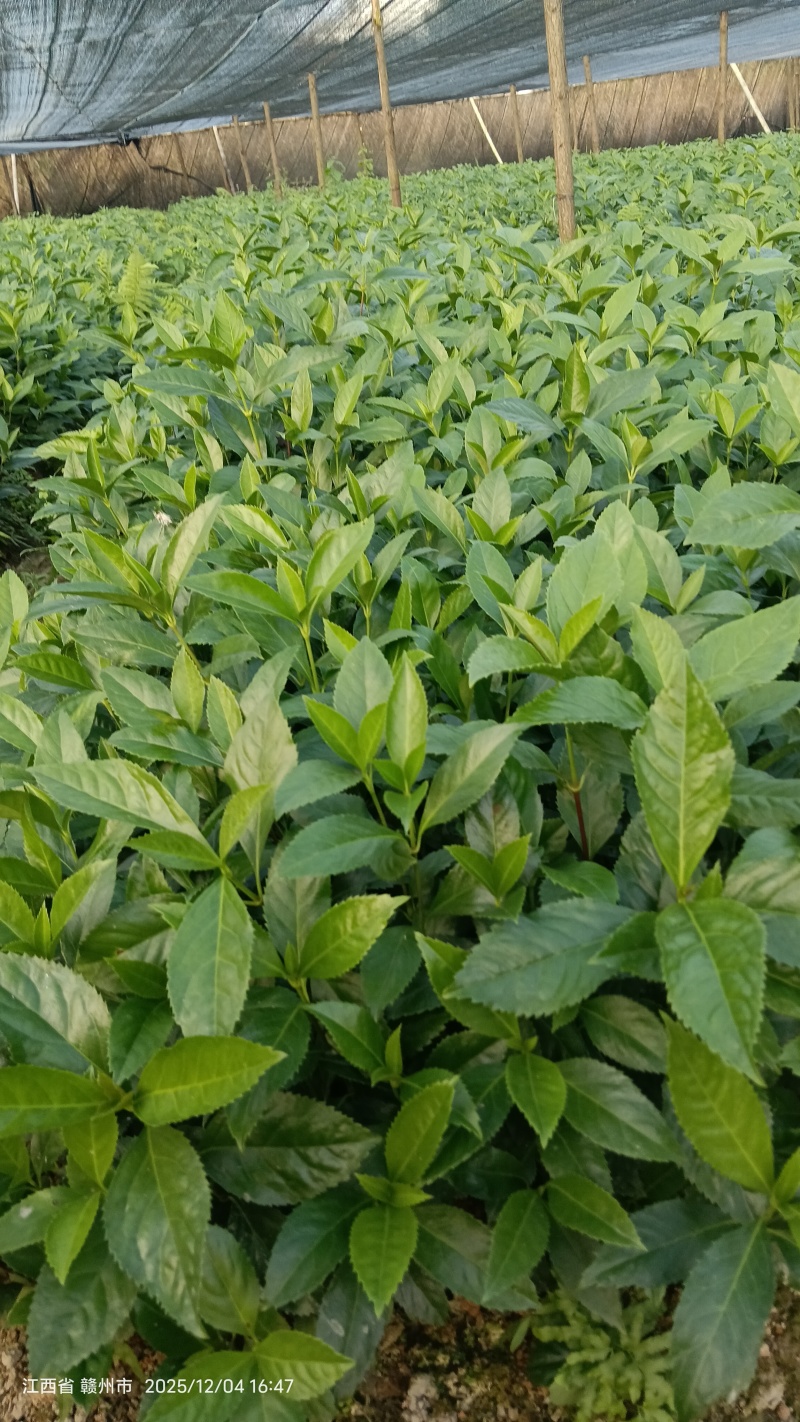 草珊瑚种苗