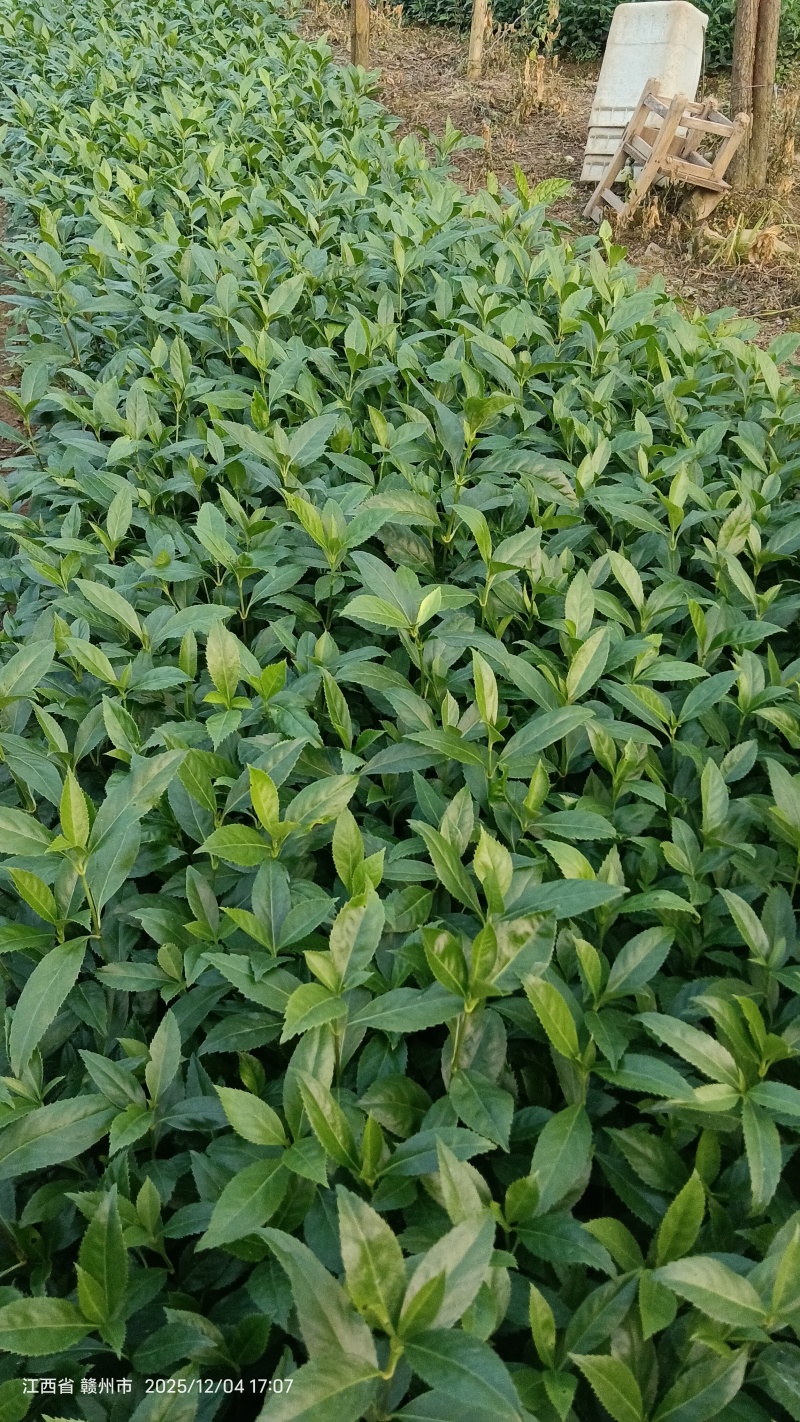 草珊瑚种苗