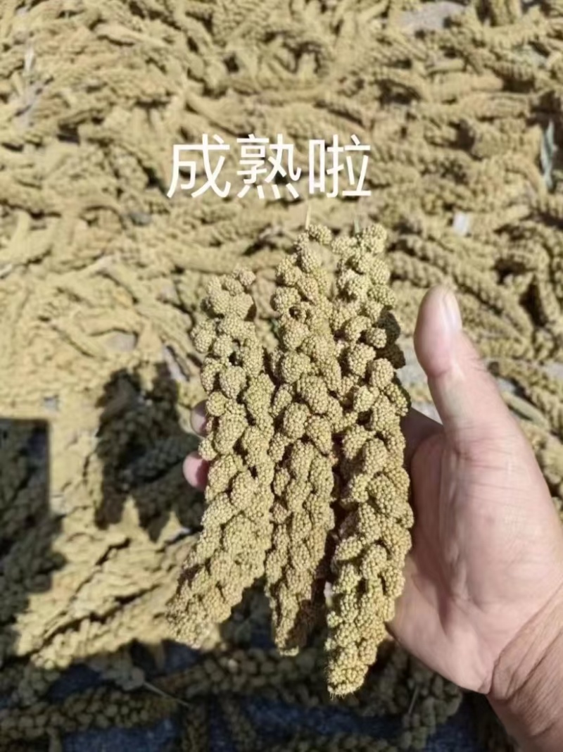 山东省金乡县马庙镇马坡金谷米
