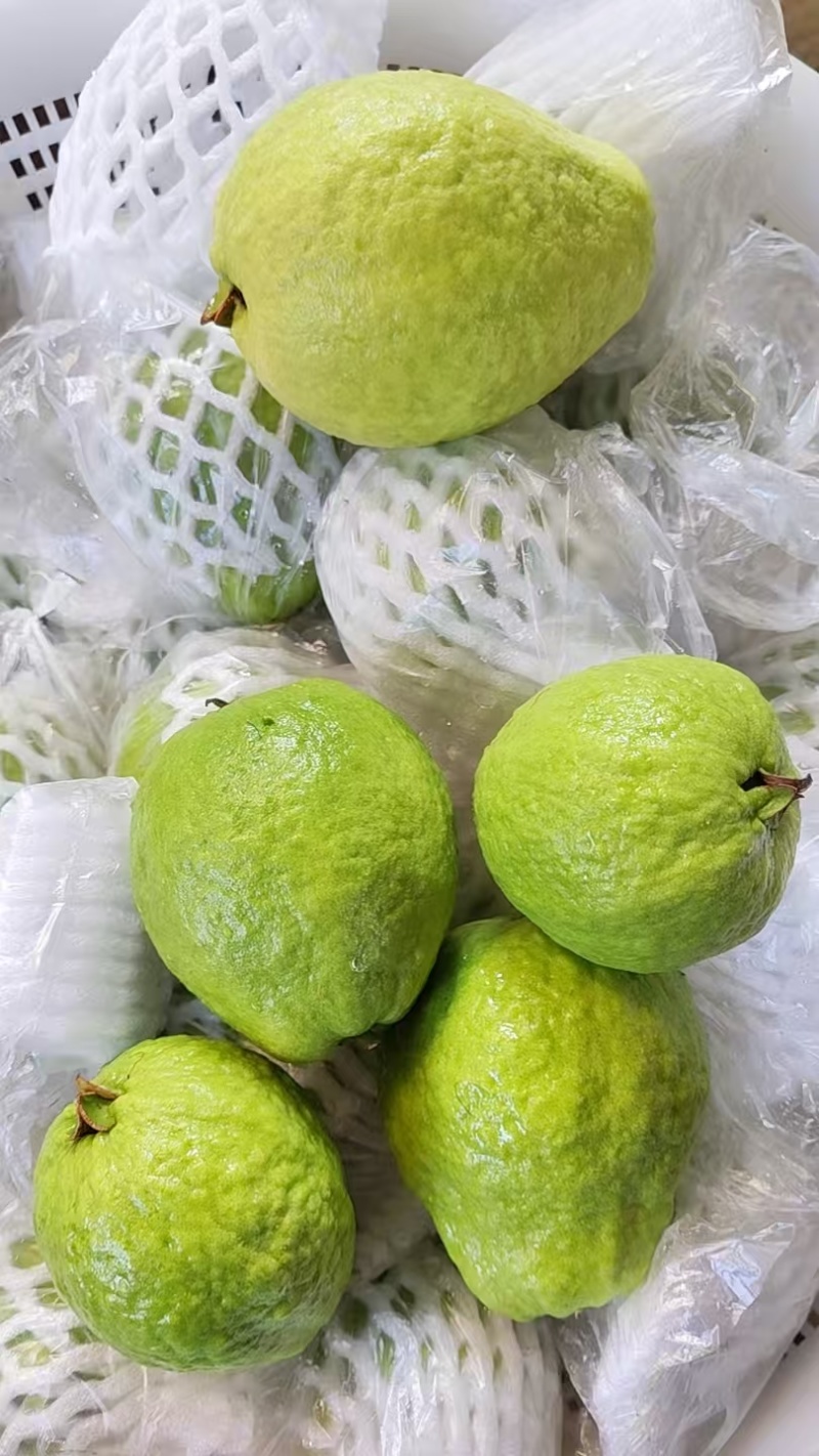 云南西双版纳番石榴（西瓜红芭乐）品质优良，高原日嗮时间长