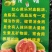 云南西双版纳番石榴（西瓜红芭乐）品质优良，高原日嗮时间长