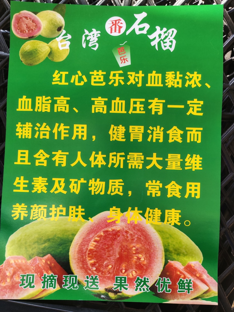 云南西双版纳番石榴（西瓜红芭乐）品质优良，高原日嗮时间长