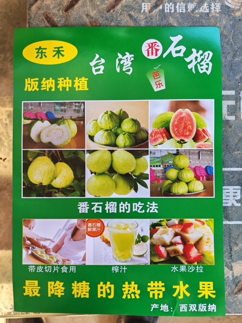 云南西双版纳番石榴（西瓜红芭乐）品质优良，高原日嗮时间长