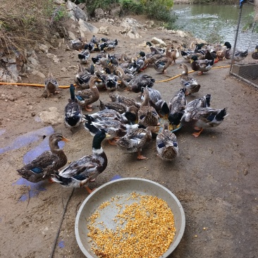 玉米喂养的土鸭🦆140天