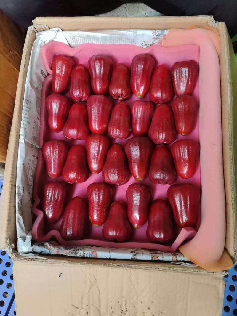 黑金刚莲雾批发供应