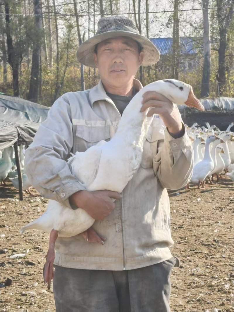 紫苏之乡桦南，桦南特产紫苏大鹅