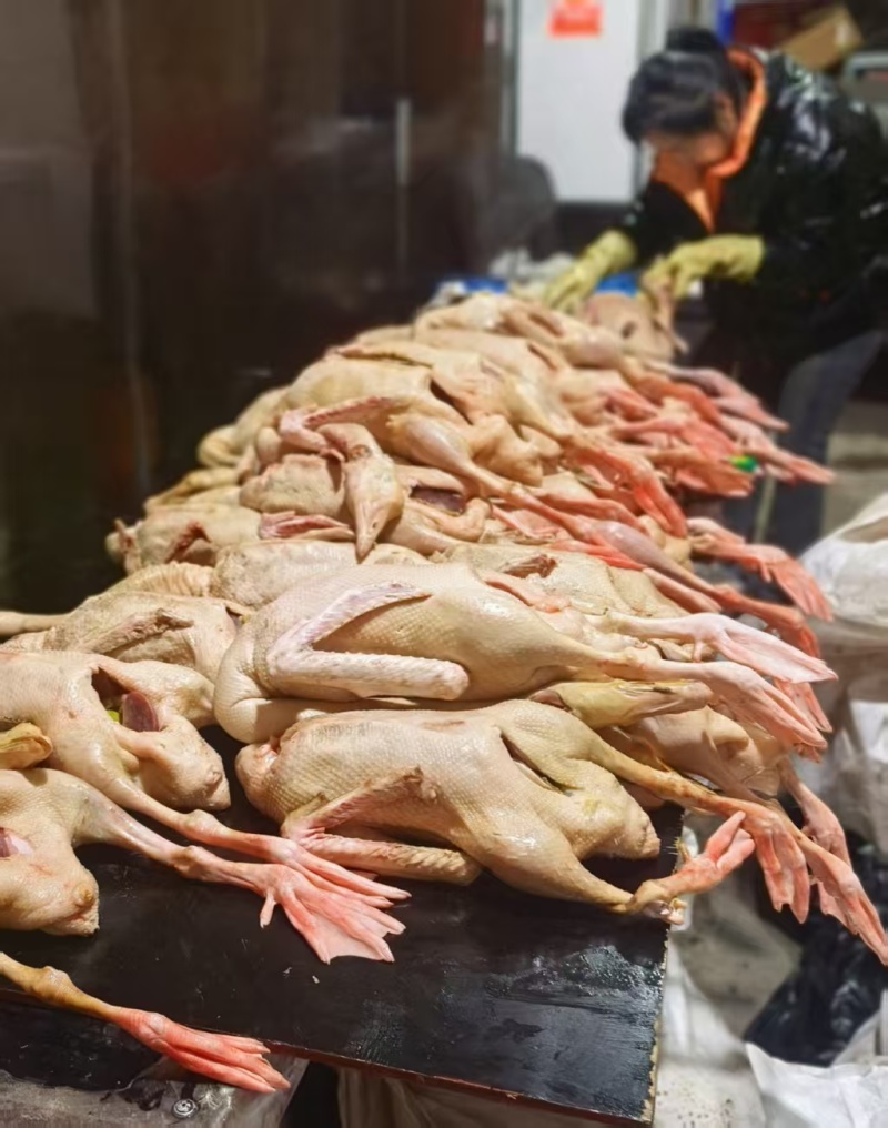 紫苏之乡桦南，桦南特产紫苏大鹅