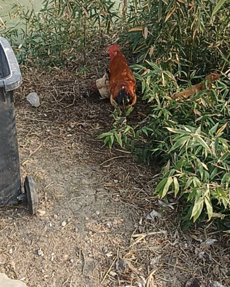 农村放养土鸡