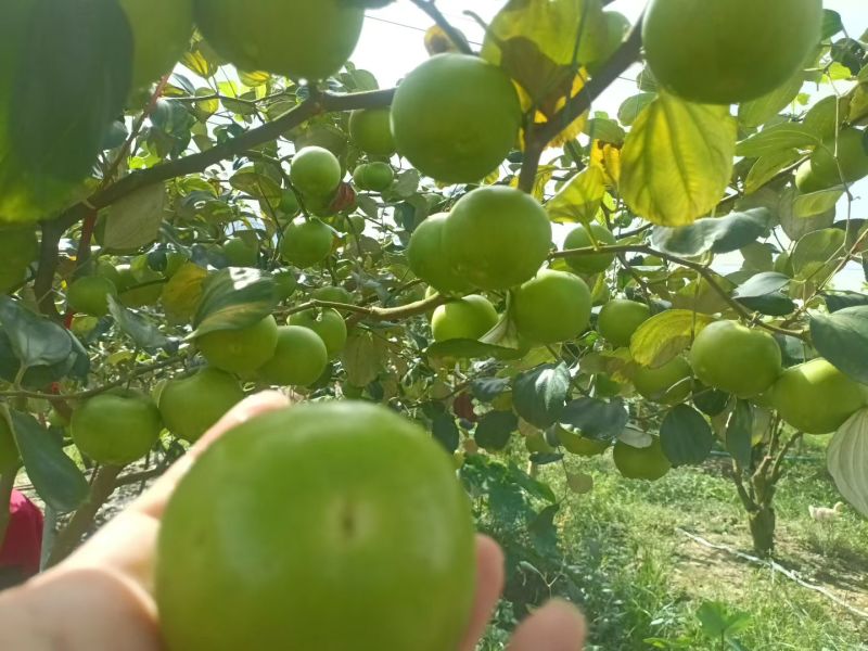 西双版纳苹果枣处于高原日嗮时间长，品质优良口感纯甜。