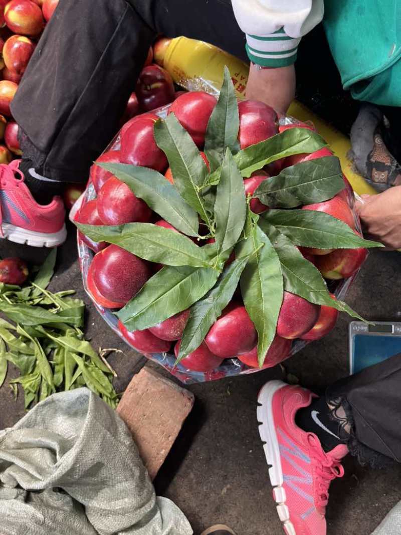 油桃