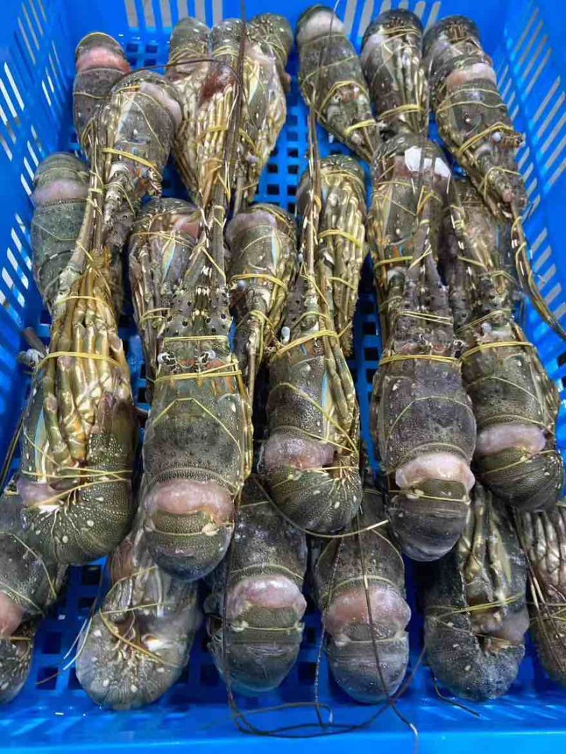 越南小青龙270克左右