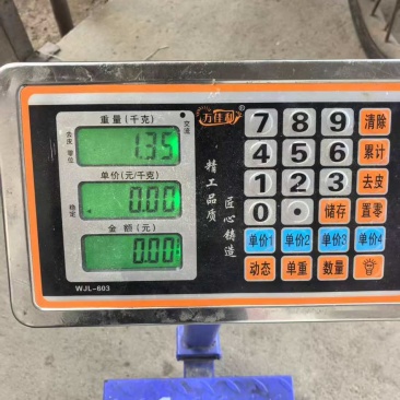 越南小青龙270克左右