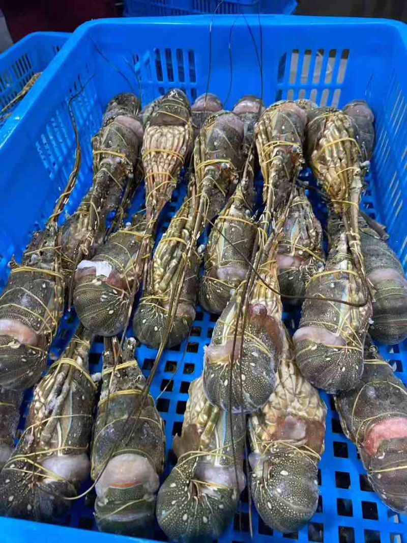 越南小青龙270克左右