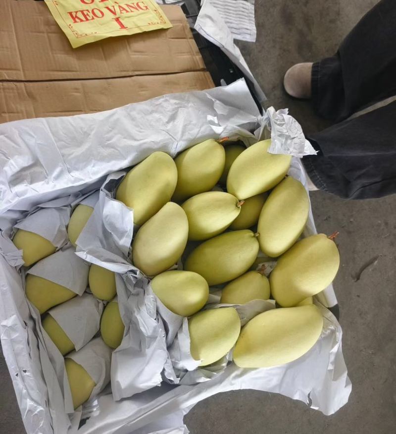 高乐蜜芒果全国供应批发