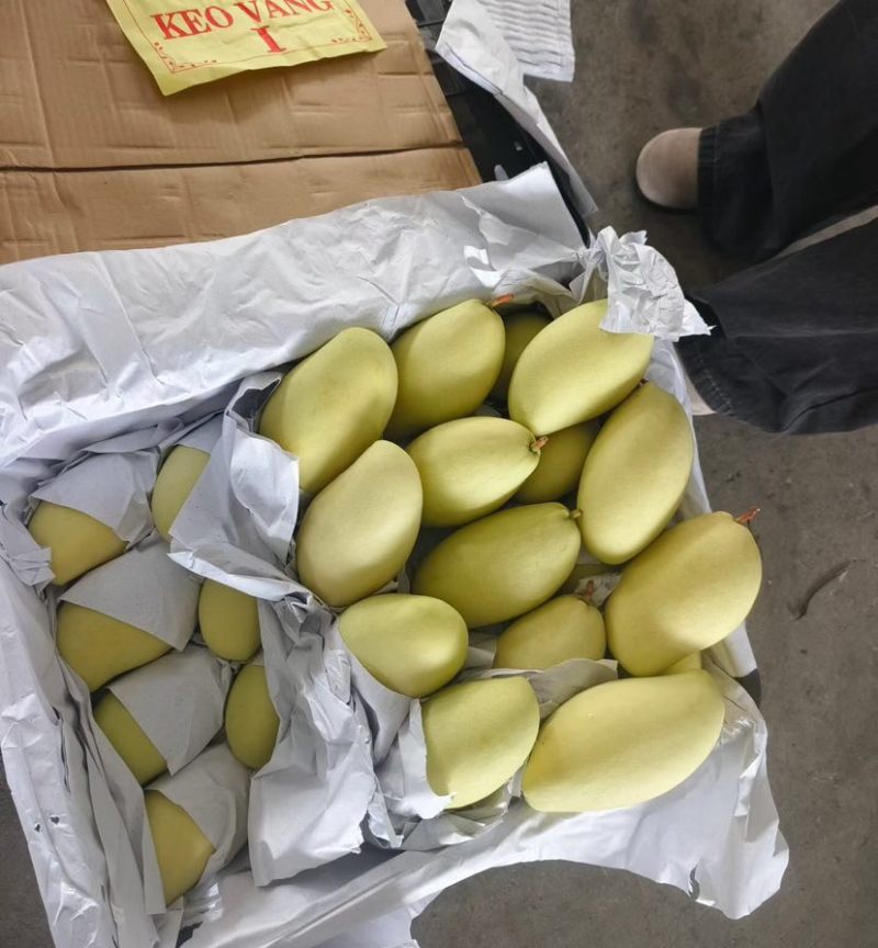 高乐蜜芒果全国供应批发